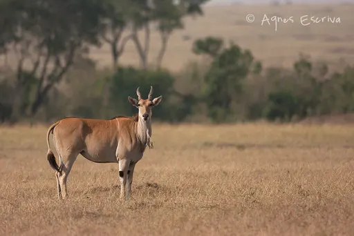 Eland du Cap