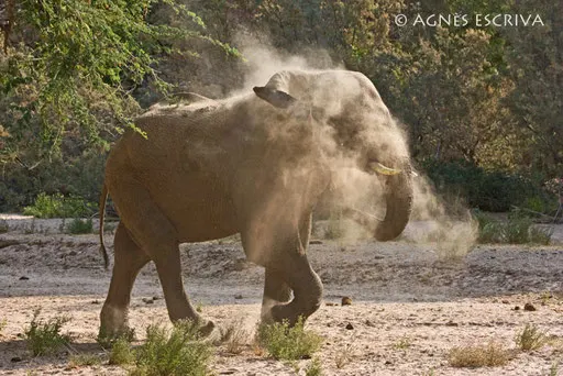 Eléphants du désert - Damaraland
