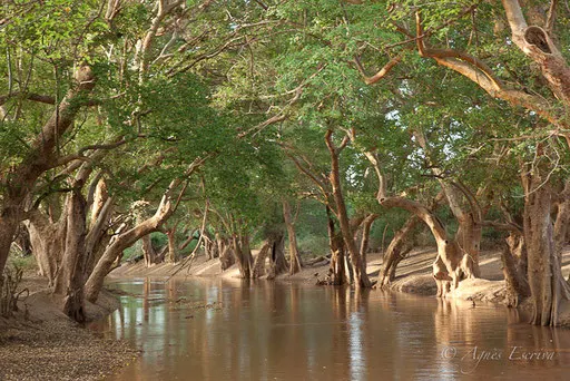 Sycomores au bord de la rivière Ewaso Ngiro
