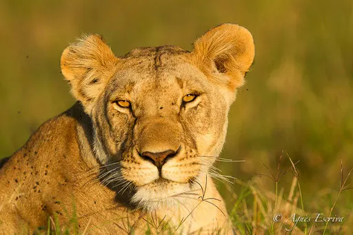 Lionne des Breakaways