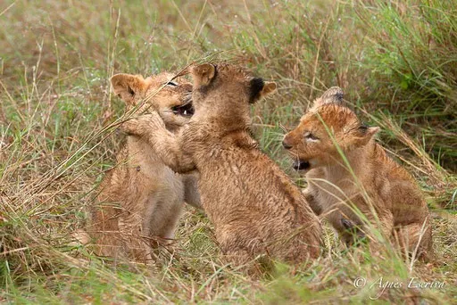 3 lionceaux de Charm (3 mois)