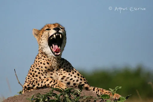 Guépard sur termitière 2