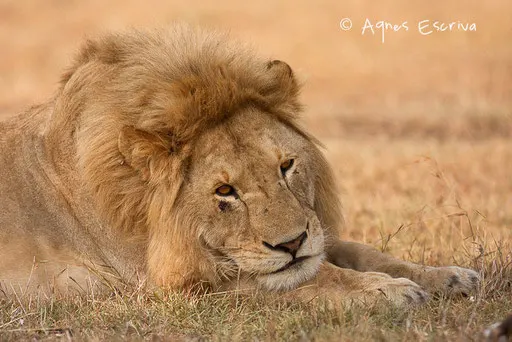Jeune lion de 3 ans ex-Bilashaka