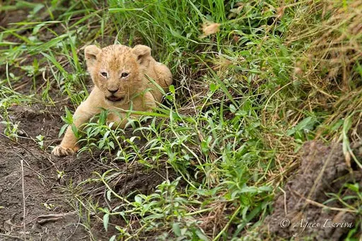 Un lionceau de Siena
