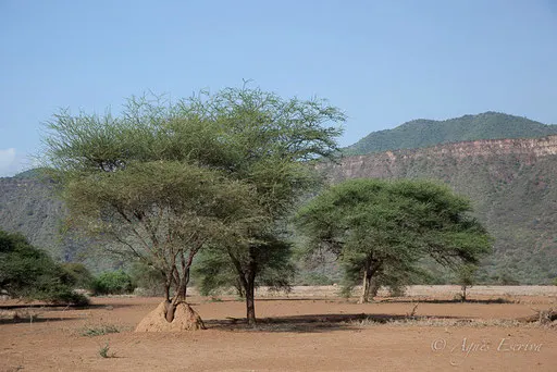 Termitière, Shompole Group Ranch