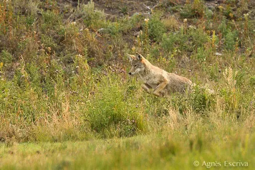 Coyote qui mulote