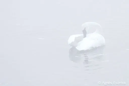 Trumpeter swan