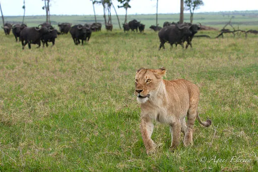 Une des 3 jeunes lionnes de la Marsh pride