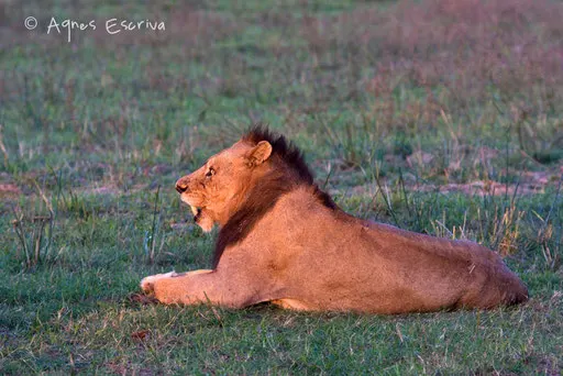 Lion mâle