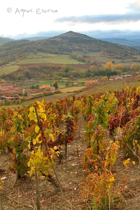 Vignes à Boudes