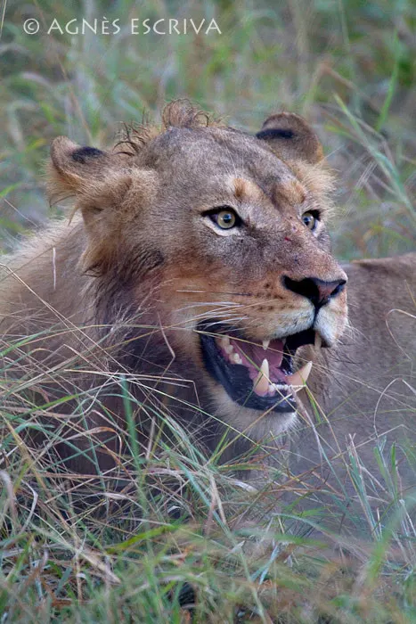 Portrait de jeune lion 1