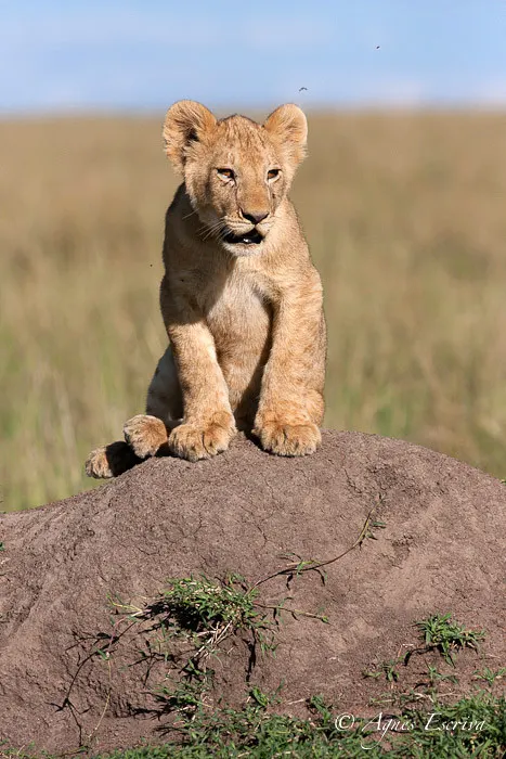 Lionceau des Breakaways