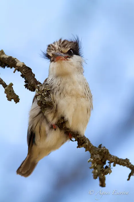 Martin chasseur strié immature - Nakuru