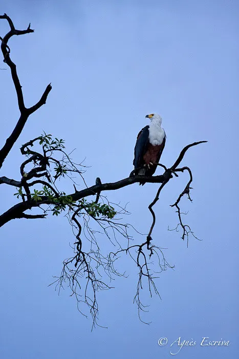 Aigle pêcheur