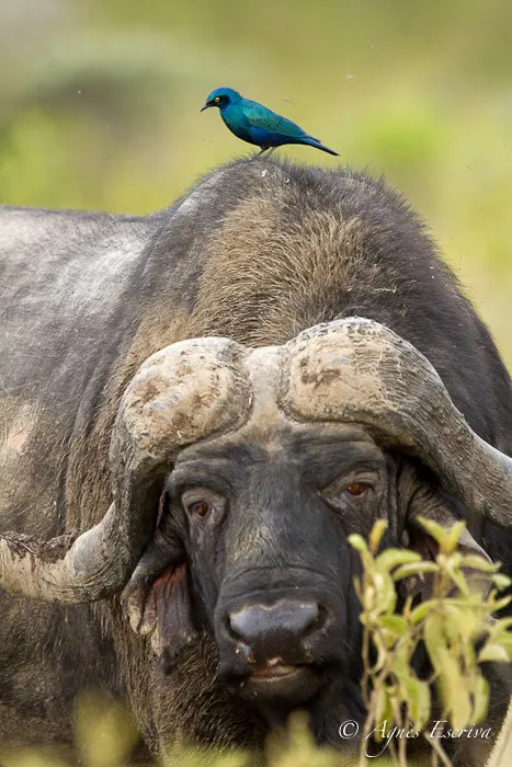 Buffle et choucador à oreillons bleus - Nakuru