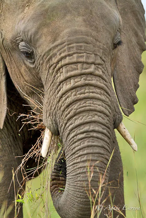 Jeune éléphant