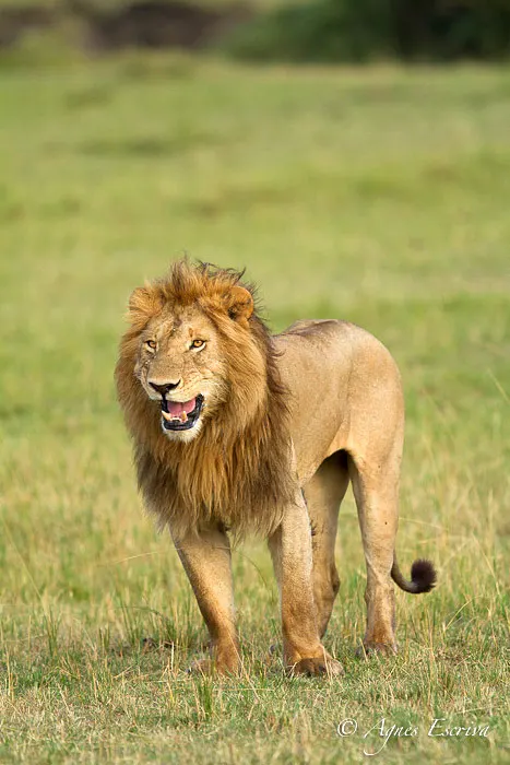 Flehmen de Morani