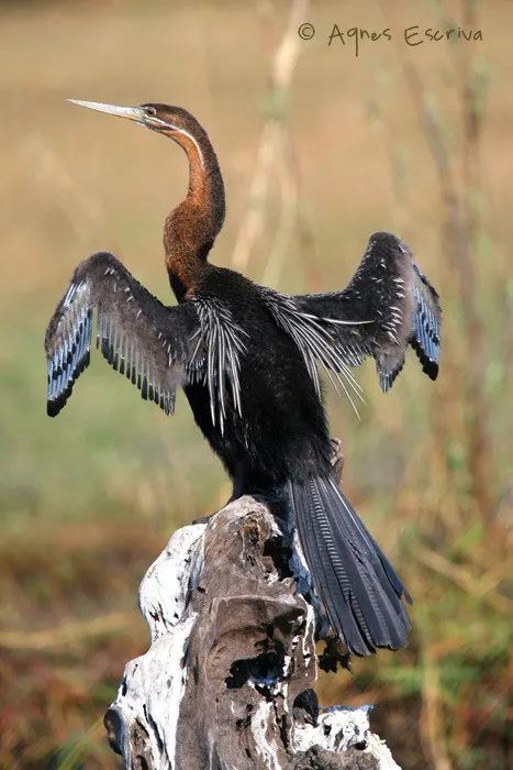 Anhinga