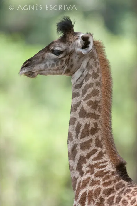 Jeune girafon