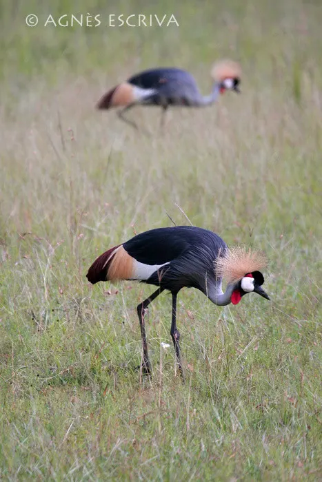 Couple de grues royales