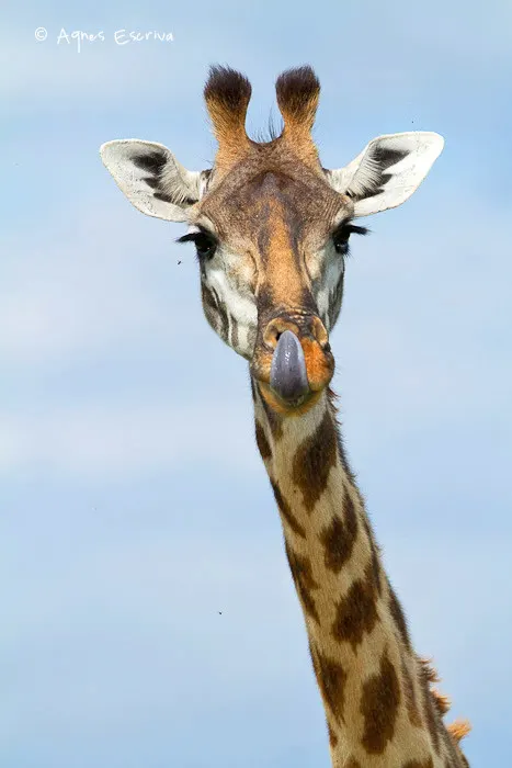 Girafe ruminant
