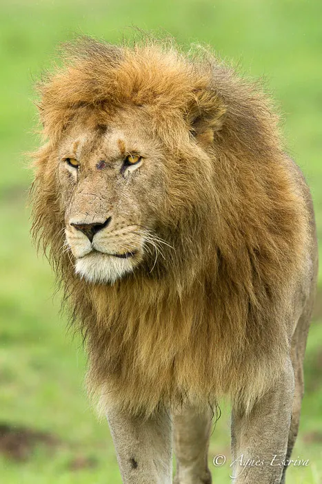 Hunter