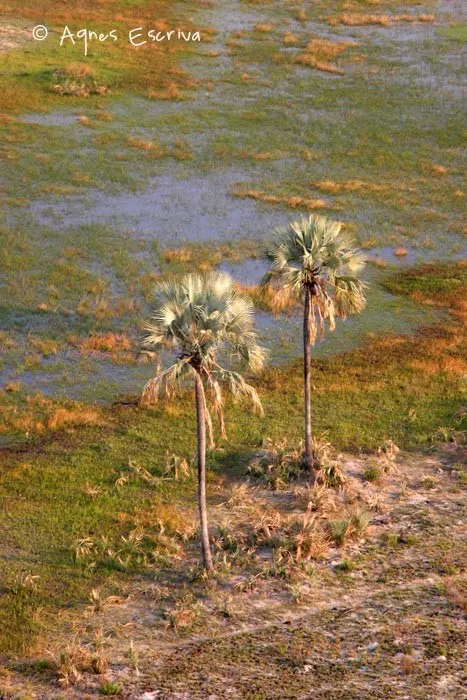 Palmiers -Delta de l'Okavango