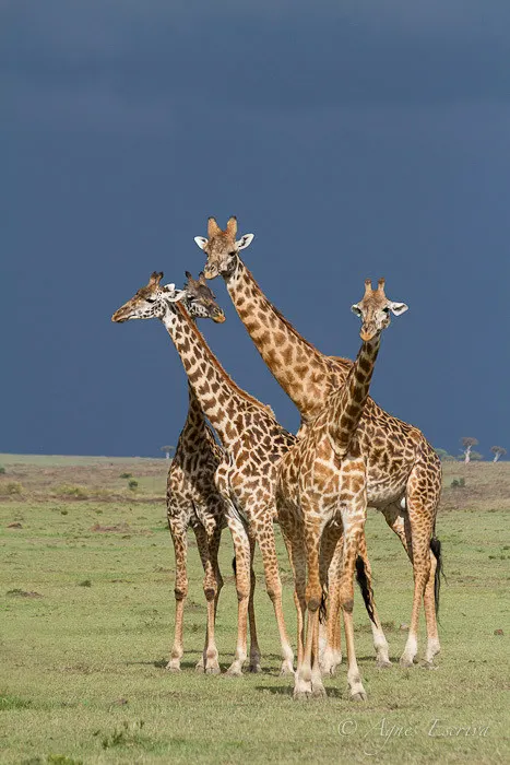 Bouquet de girafes