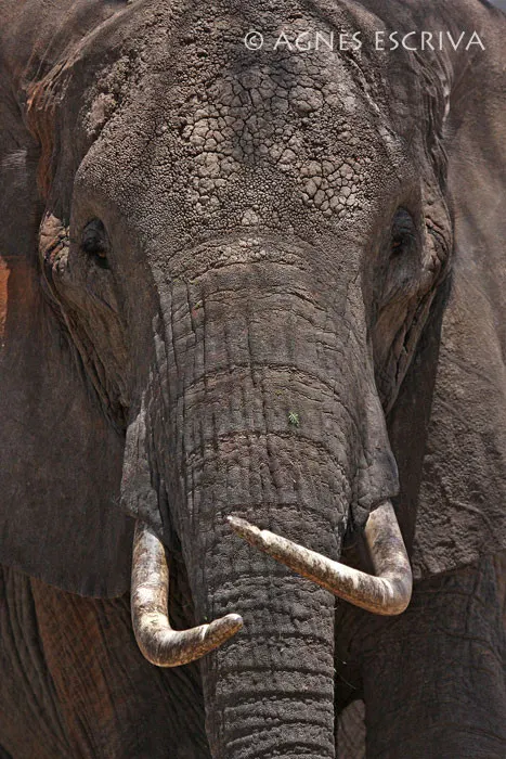 Face d'éléphant - La matriarche