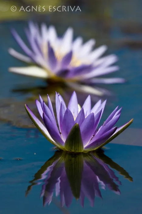 Fleurs de nénuphar