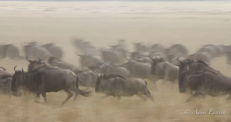 Mara - Kenya été 2016