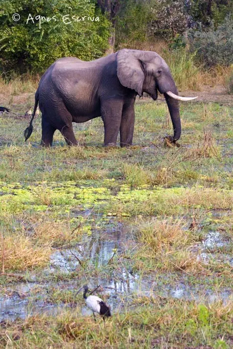 Gros bull éléphant