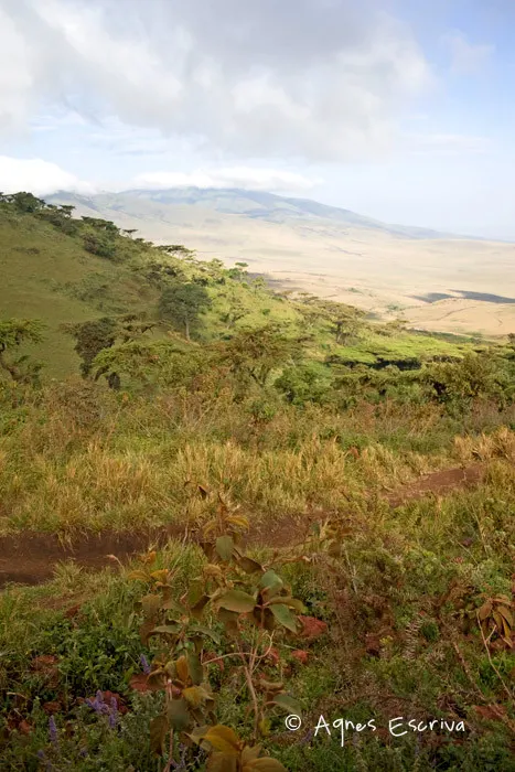 Descente du Ngorongoro vers le parc du Serengeti