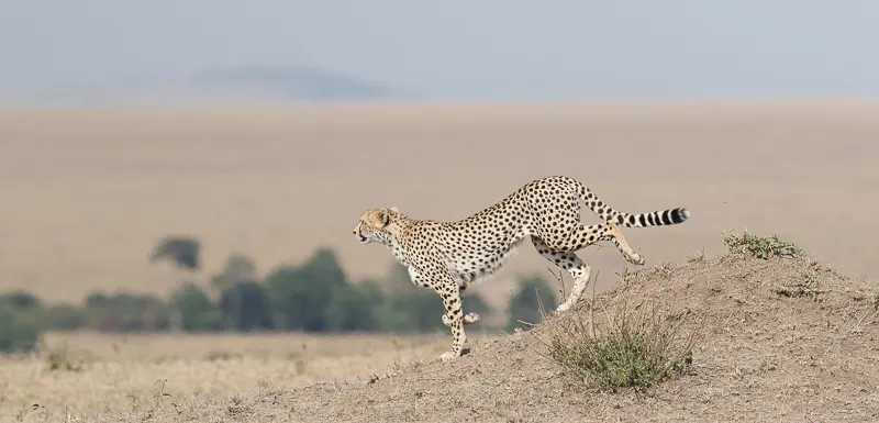 Mara - Kenya été 2017