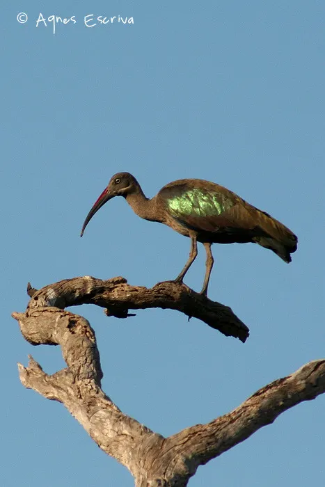 Ibis Haguedash