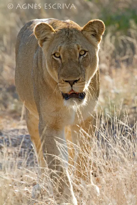 Retour de chasse