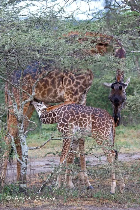 La têtée de girafes