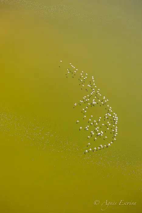 Flamants nains, Lac Magadi