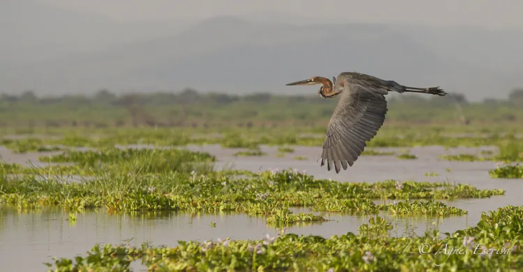 Baringo - Kenya été 2016