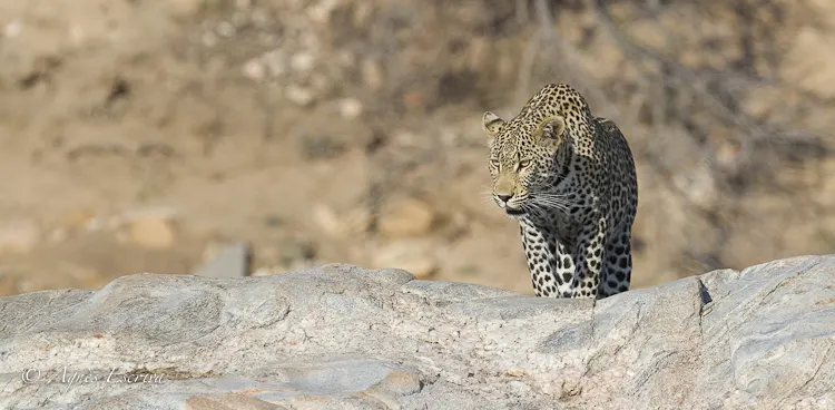 Timbavati - Afrique du Sud - Octobre 2016