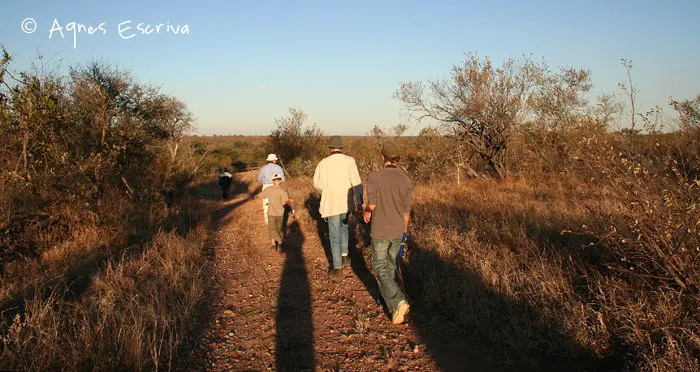 Balade à pied - Umlani, Timbavati - Afrique du Sud août 2006