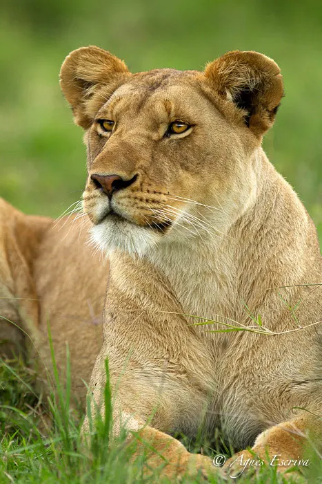 Jicho
