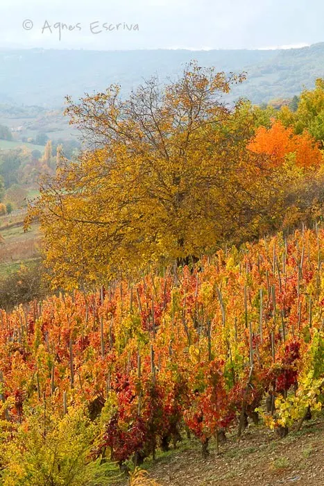 Vignes à Boudes