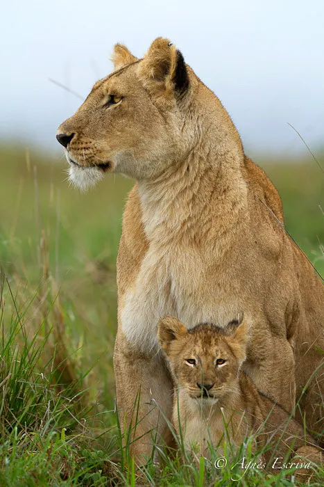 Mapema et lionceau