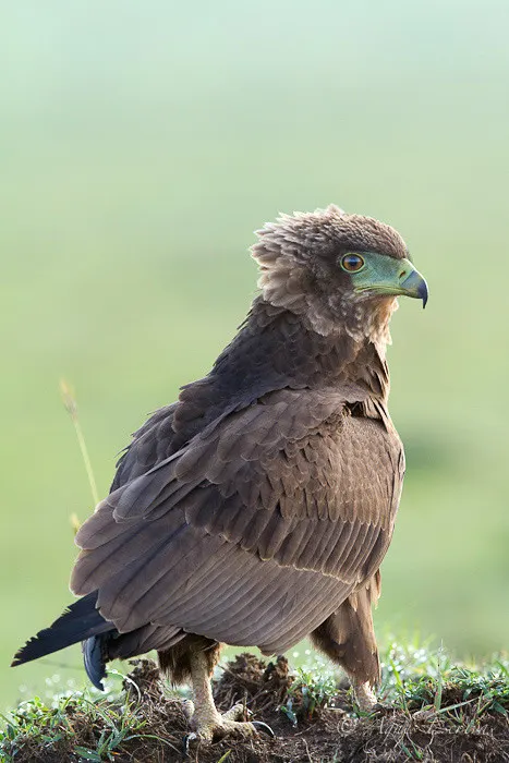 Aigle bateleur immature