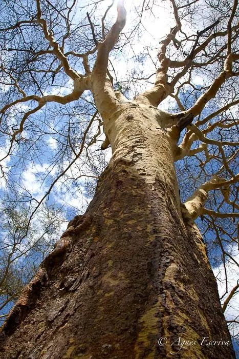Yellow fever tree