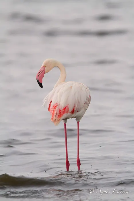 Flamant rose - Nakuru