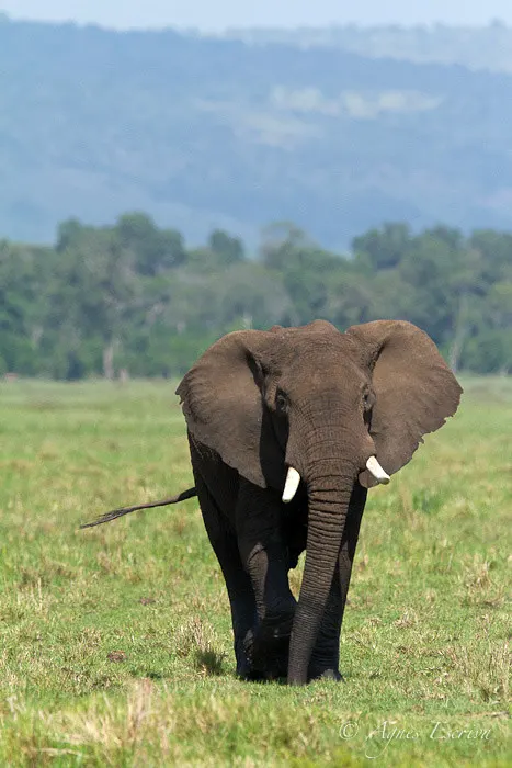 Jeune éléphant traversant le marais