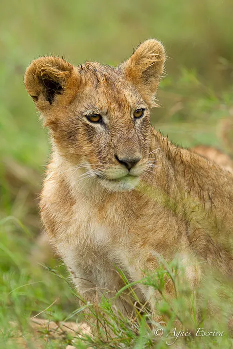 Lionceau de la Marsh pride (6 mois)