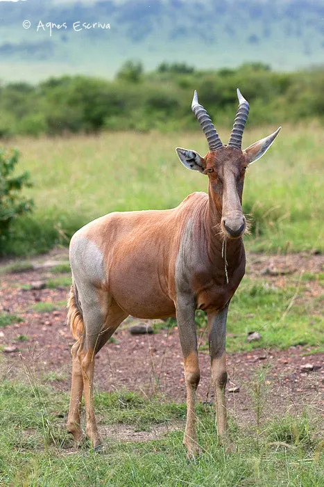 Topi albinos